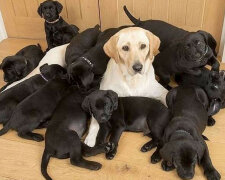 Złotej mamie-labrador urodziło się 13 czarnych szczeniąt. Okazało się, że winny jest tata