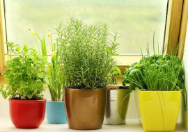 8 przydatnych ziół, które możesz uprawiać w domu
