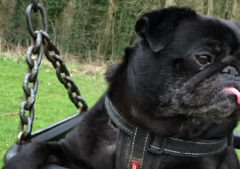 Bulldog Charlie uwielbia huśtawkę - ten filmik zachwyci