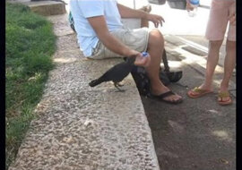 Ptak był spragniony i poprosił o pomoc ludzi