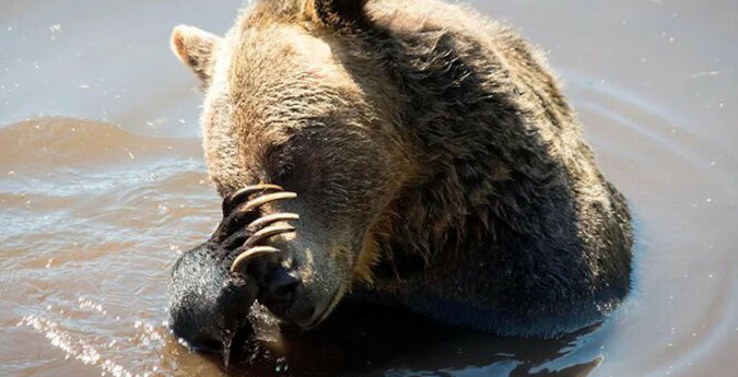 Rybacy zobaczyli w wodzie niedźwiedzia ze słojem na głowie, było to bardzo ryzykowne, ale postanowili go uratować