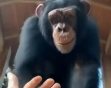 Małpka! Zabawny moment z udziałem szympansa i człowieka rozweselił Internet. Wideo