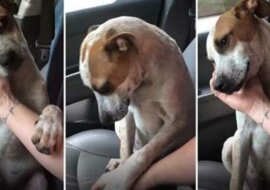 Wzięła psa ze schroniska. Zaraz po tym okazał taką wdzięczność, że łzy płynęły jej ciurkiem