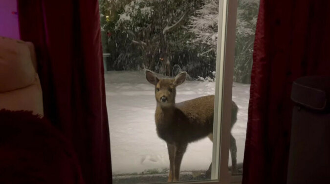 Jak w bajce: mały jeleń wyszedł do domu Kanadyjczyka - niesamowity film