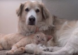 To jest miłość: uściski kota i psa wzruszyły Internet. Wideo