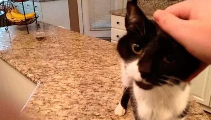 Ten kotek ma na imię Jack, a jego „miau” jest najfajniejszym „miau” na świecie