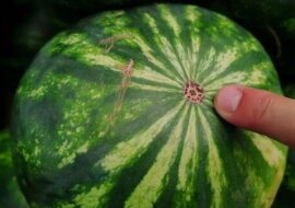 Spośród wielu arbuzów dostępnych na rynku wybierz najlepszy według tych 4 wskazówek