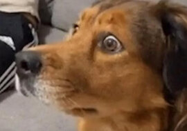 Pies po raz pierwszy w życiu zobaczył wiewiórkę