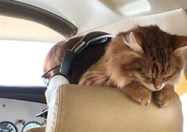 Najbardziej uroczy i nieoczekiwani towarzysze podróży