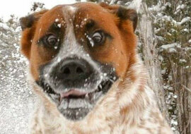 Zwierzęta i śnieg. Urocze zestawienie zwierzaków, które są bardzo zaskoczone sezonem zimowym