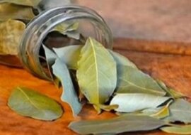 Spal w domu liście laurowe, a już po 10 minutach zobaczysz, co się stanie