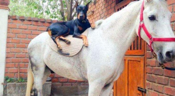 Ludzie nazywają tego psa rasy doberman „zaklinaczem koni”