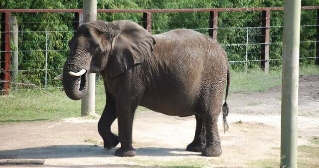 Dwa słonie żegnają się na zawsze. Zdjęcia, które otwierają oczy
