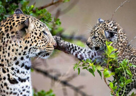 Urzekający moment: lamparcica tuli swoje rozbawione młode
