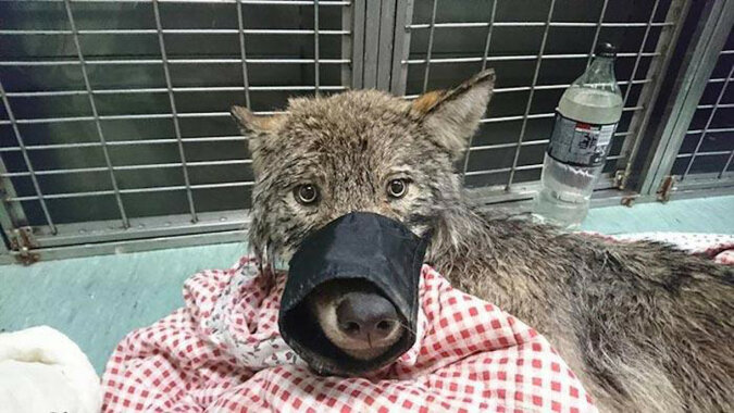Pracownicy z Estonii uratowali „psa” z zamarzniętej rzeki, nie wiedząc, że to wilk