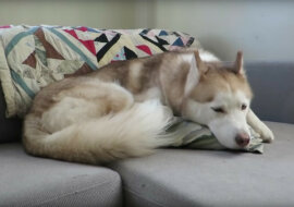 Cierpliwy husky rozbawił internautów. Wideo