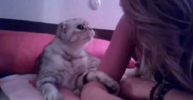 Ten kociak delikatnie wzywa swoją właścicielkę łapą, aby ją pocałować. Zobacz