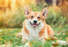 Corgi pięknie opuścił pokój powolnym moonwalkiem. Wideo