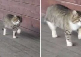 Ten kot dorastał na farmie i teraz chodzi jak koń