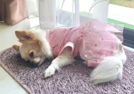 Mały chihuahua czeka cały dzień na najważniejszą osobę w swoim życiu - i nie jest to właściciel