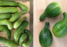 Krzywe i „garbate”: o czym mówią wady w kształcie ogórków i czego dokładnie im brakuje