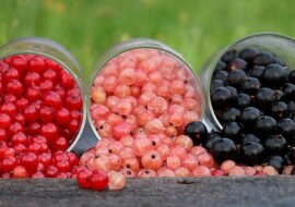 Karmimy i chronimy przed szkodnikami: jak dbać o porzeczki w czerwcu