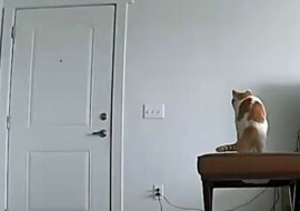 Koty też czekają na właścicieli z pracy i ten uroczy filmik pokazuje jak bardzo. Wideo