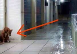 Całymi dniami cierpliwie czekał pod szpitalem. Gdy drzwi się otwierają, łzy same cisną do oczu