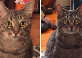 Para adoptowała bezpańskiego kota i odkryła, że ​​jest on bardzo wyjątkowy