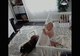 Niezwykle zabawne koty i psy! Filmik o cudownych opiekunach dla dzieci