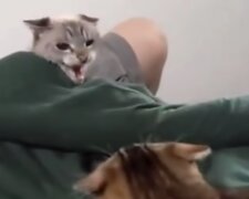 Tańczą tango i popisują się swoim dobytkiem: bardzo zabawne koty. Wideo