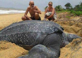 Na wybrzeże katalońskiego miasta Calella został rzucony dinozaur