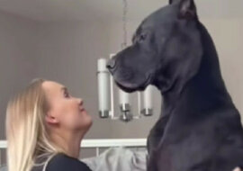 Kto kogo przytula? Ciekawy filmik z psem