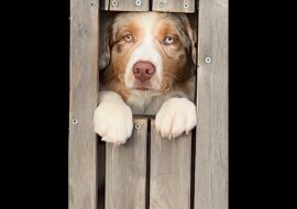 Zaciekawiony pies bardzo chciał spojrzeć na przybyłych gości i wszystkich rozśmieszył. Wideo