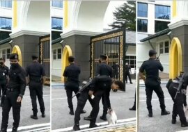 Nikt nie może się oprzeć temu, aby pogłaskać kota. Nawet policjant będąc na służbie