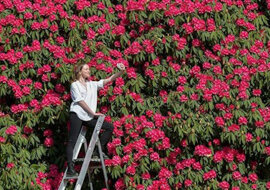 Różanecznik wielkości domu: rozkwitł brytyjski cud