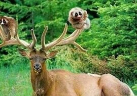 Fascynujące zdjęcia niezwykłej przyjaźni wśród zwierząt