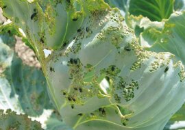 Na kapuście pojawiły się dziury? To pchełka krzyżówka. Jak jej się pozbyć srodkiem naturalnym