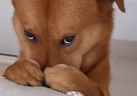 Ten uroczy piesek z Chin stał się prawdziwą gwiazdą Internetu