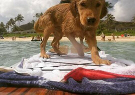 Właściciele zorganizowali „najlepszy rok” dla psa z diagnozą