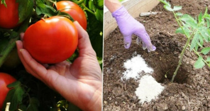 Kiedy sadzę pomidory, zawsze wkładam to do zagłębienia, aby nie zachorowały i przyniosły duże zbiory