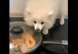 Głodny szpic stracił panowanie nad sobą i nie pozwala zjeść posiłku swojej właścicielce