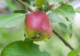 Dlaczego jabłoń nie zawsze owocuje? Co na to nauka