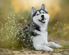 Husky uratował kota porzuconego w lodówce turystycznej na ławce na darowizny. Zdjęcia