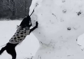 Jackapoo kontra bałwan: oddaj mi moją różdżkę