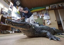 Prawdziwy krokodyl od 39 lat mieszka w rodzinie z Japonii