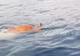 Mężczyzna zauważył, że coś dziwnego zbliża się do kajaka. On natychmiast podniósł gościa do góry, aby go zobaczyć