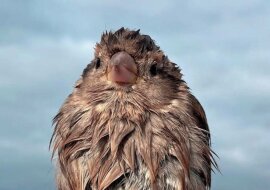 Dziewczyna znalazła chorego wróbelka i pomogła mu