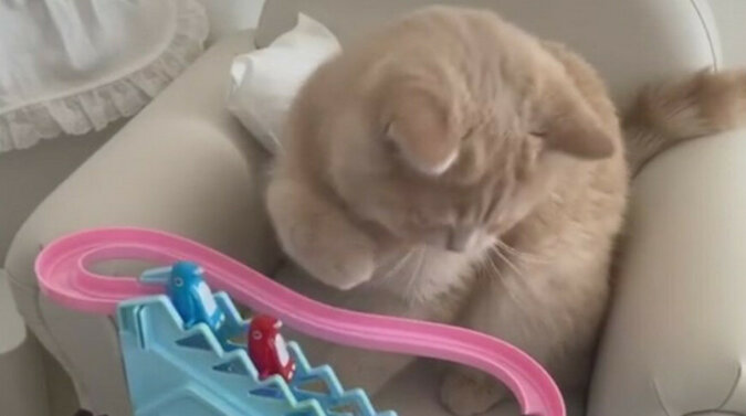 To jest urocze: zabawka dla dzieci urzekła kota i uczyniła go sławnym w Internecie. Wideo