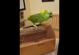 Papuga wybucha złowrogim śmiechem, od którego robi się niedobrze. Wideo